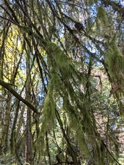 Pseudisothecium stoloniferum