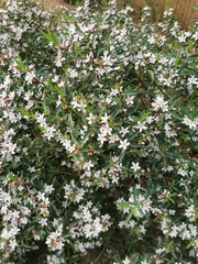 Philotheca myoporoides
