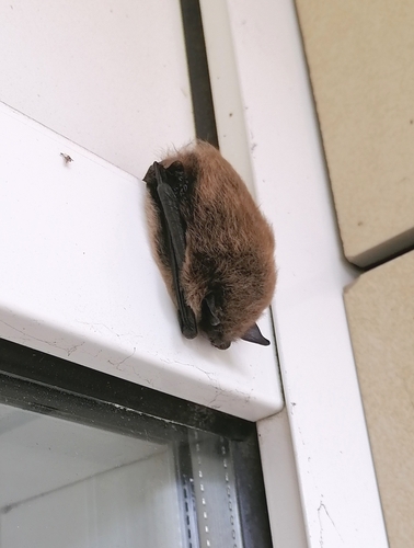Siberian Bat