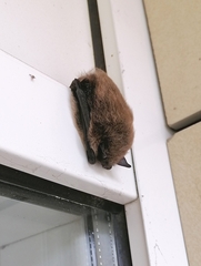 Pipistrellus