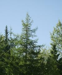 Larix laricina