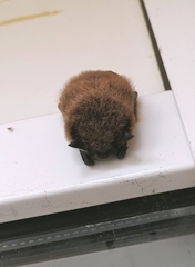 Pipistrellus