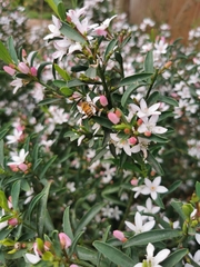 Philotheca myoporoides