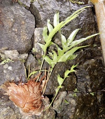 Drynaria quercifolia