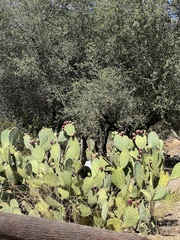 Opuntia