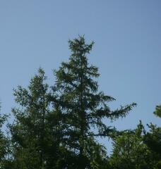 Larix laricina