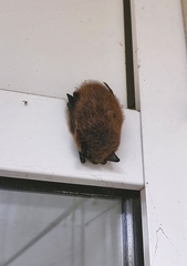 Pipistrellus