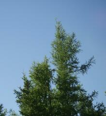 Larix laricina