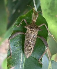 Aspilosterna albovittata