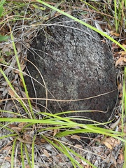 Formicoidea