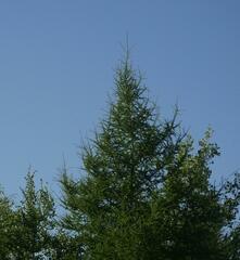 Larix laricina