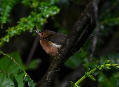 Diglossa albilatera
