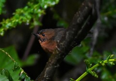 Diglossa albilatera