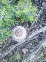 Echinocereus pectinatus rutowiorum