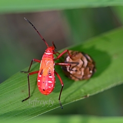 Dysdercus cingulatus