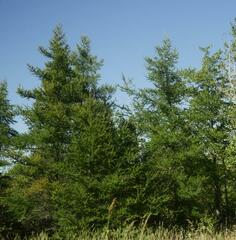 Larix laricina