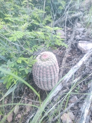 Echinocereus pectinatus rutowiorum