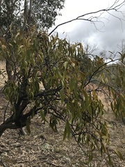 Amyema miquelii