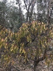Amyema miquelii