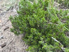 Pultenaea tenuifolia
