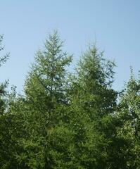 Larix laricina