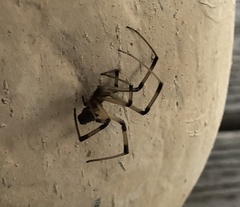 Latrodectus geometricus