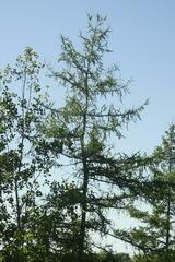 Larix laricina