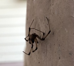 Latrodectus geometricus