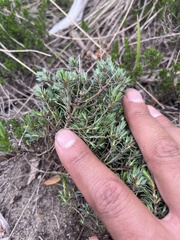 Pultenaea tenuifolia