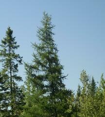 Larix laricina