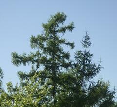 Larix laricina