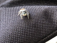 Phidippus californicus