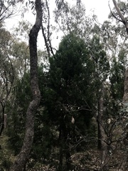 Callitris endlicheri