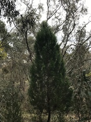 Callitris endlicheri