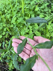 Cynoglossum australe