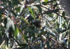 Melithreptus brevirostris