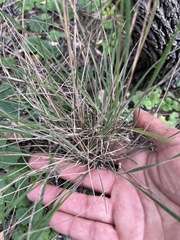 Austrostipa mollis
