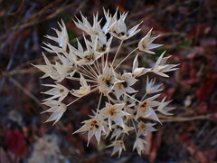 Allium unifolium