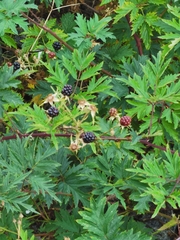 Rubus laciniatus