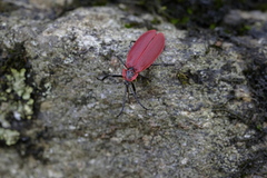 Lycostomus similis