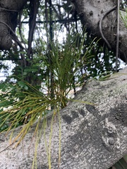Psilotum nudum