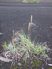Leymus ajanensis
