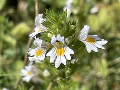 Euphrasia officinalis