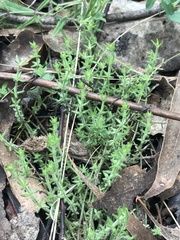 Galium gaudichaudii gaudichaudii