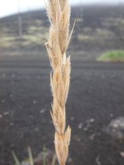 Leymus ajanensis