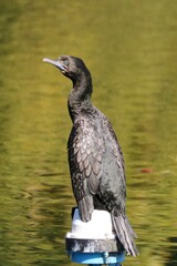 Phalacrocorax sulcirostris