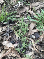 Galium gaudichaudii gaudichaudii