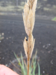 Leymus ajanensis