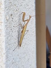 Mantis