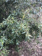 Olea europaea cuspidata